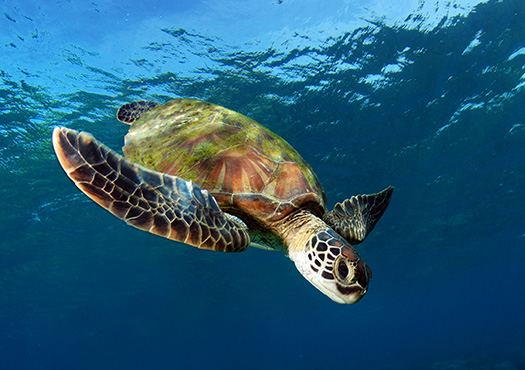 Archelon Sea Turtle Rescue Centre